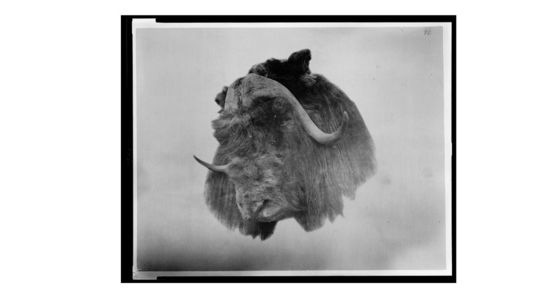 Head of musk ox killed near Fort Conger